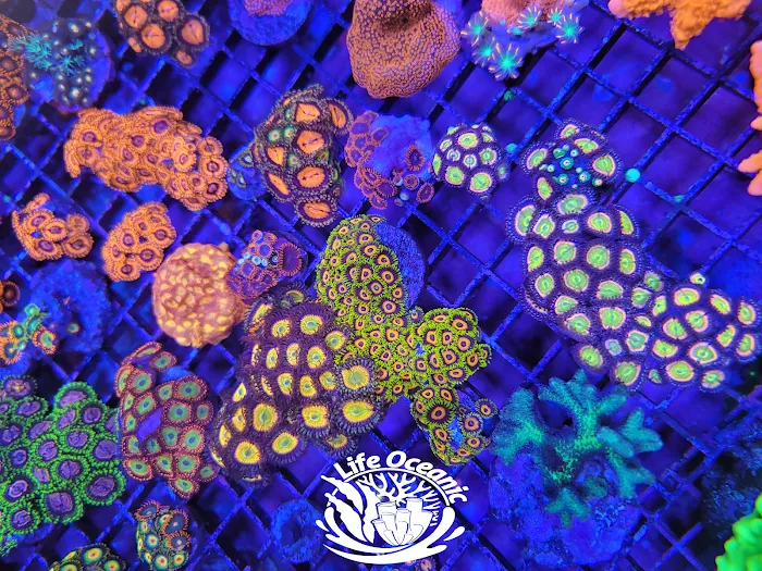 Life Oceanic Picture 9
