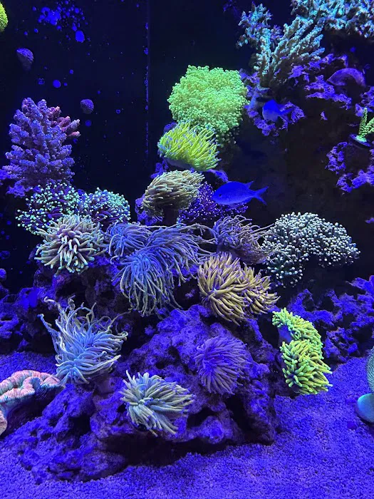 Life Oceanic Picture 8