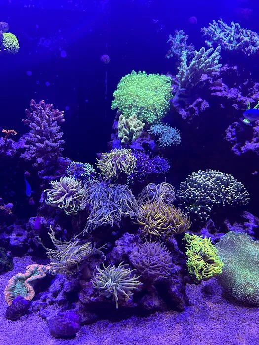 Life Oceanic Picture 7