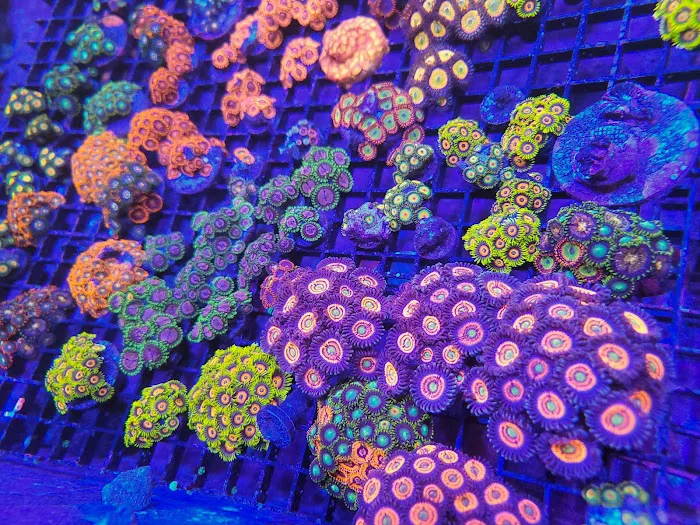 Life Oceanic Picture 5