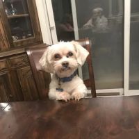 Companion Animal Medical Center ico