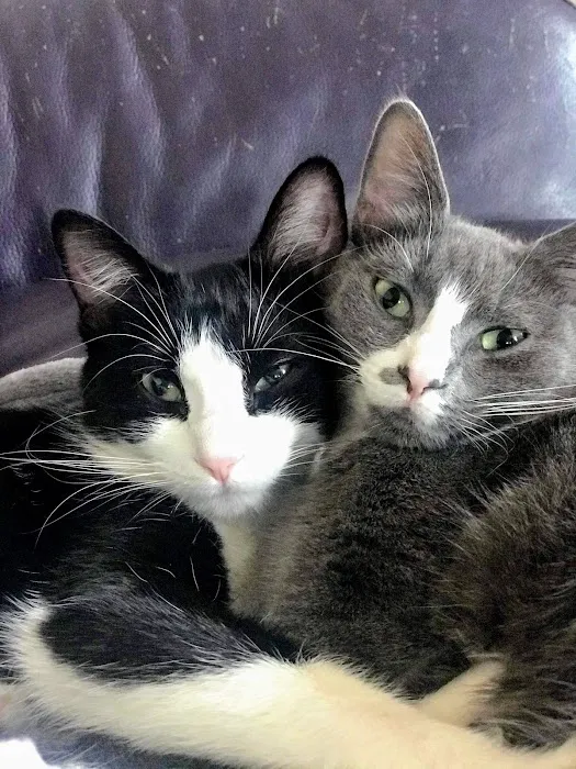 Companion Animal Medical Center Picture 8