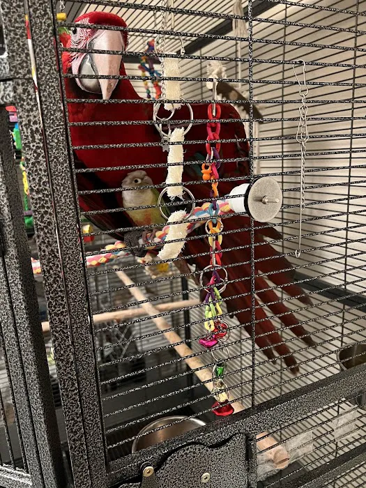 Just4BirdsII Picture 5