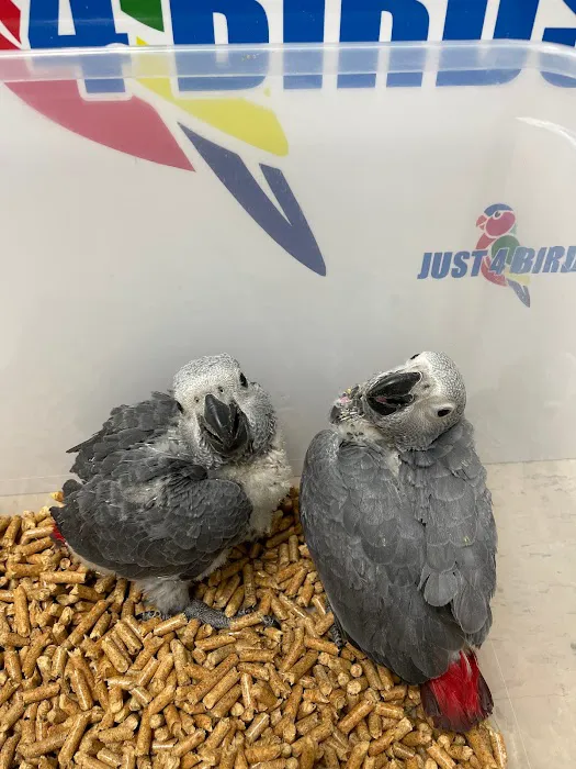 Just4BirdsII Picture 3
