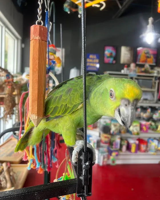 Just4BirdsII Picture 4