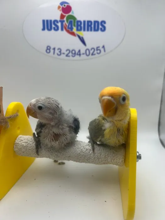 Just4BirdsII Picture 9