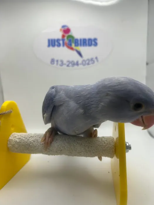 Just4BirdsII Picture 10