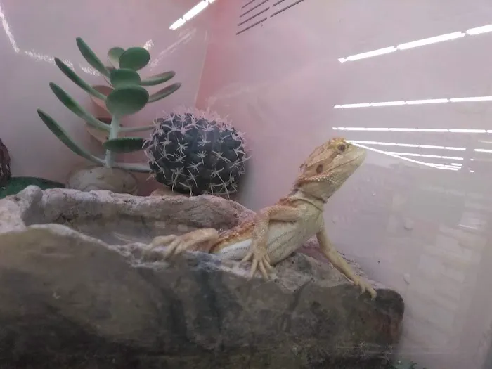 Pet Supplies Plus Land O'Lakes Picture 4