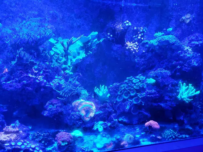 Drysdale Aquarium Inc Picture 2