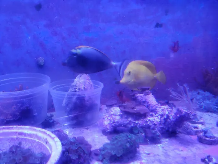 Drysdale Aquarium Inc Picture 1