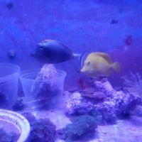 Drysdale Aquarium Inc ico