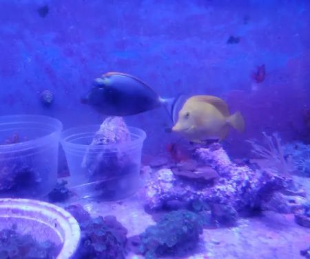 Drysdale Aquarium Inc