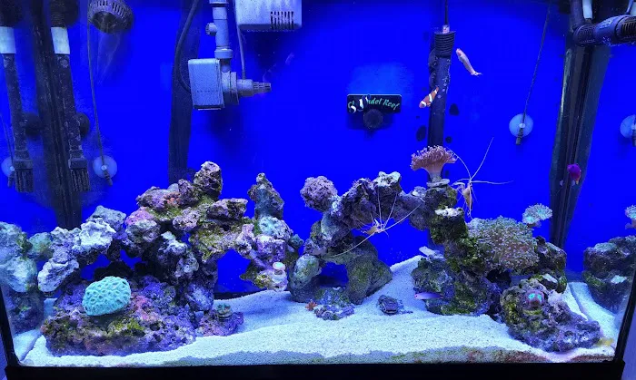 Drysdale Aquarium Inc Picture 5