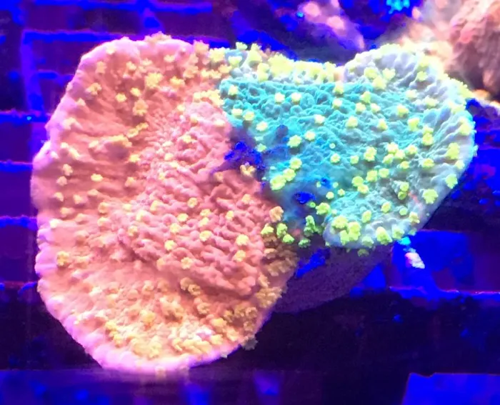 Drysdale Aquarium Inc Picture 10