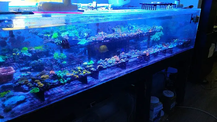 Drysdale Aquarium Inc Picture 7