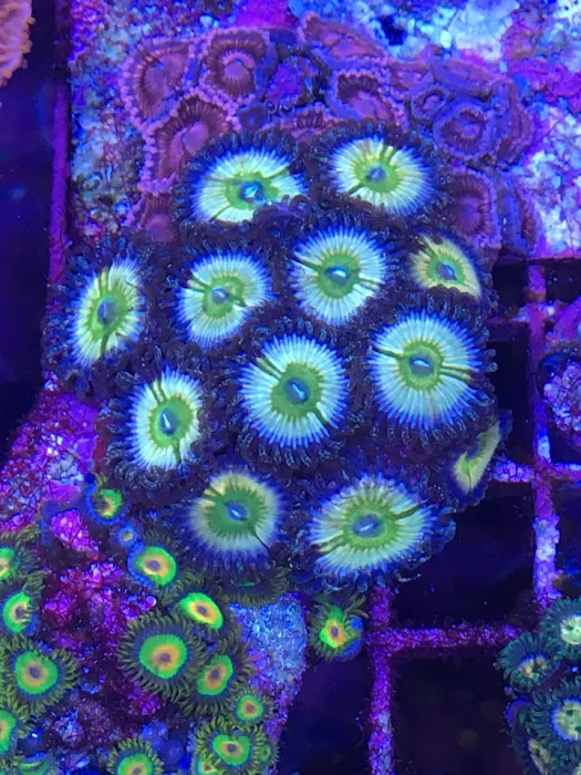 Drysdale Aquarium Inc Picture 9