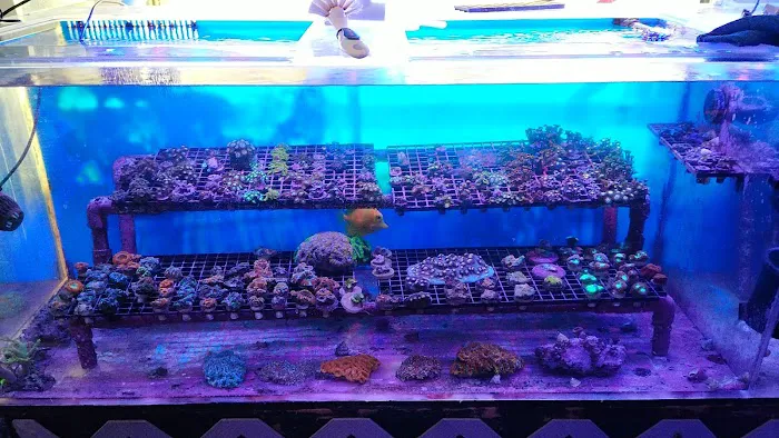 Drysdale Aquarium Inc Picture 4