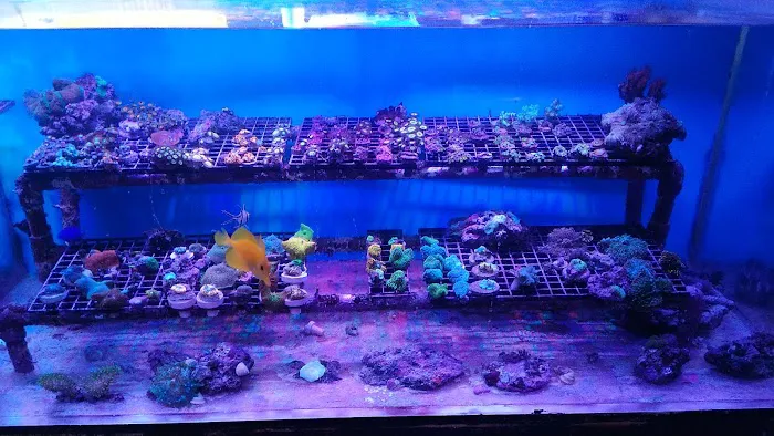 Drysdale Aquarium Inc Picture 6
