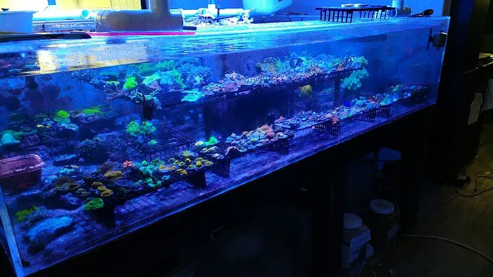 Drysdale Aquarium Inc Picture 3