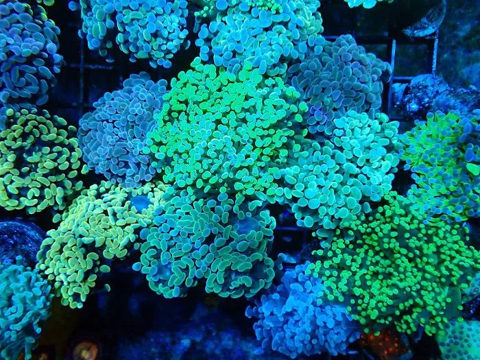 Drysdale Aquarium Inc Picture 8