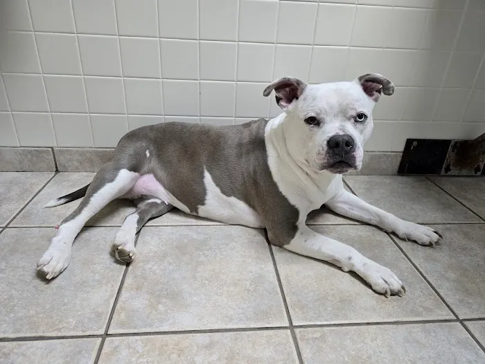 VCA Shaker Animal Hospital Picture 6