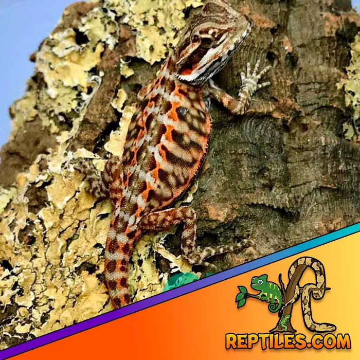 Reptiles for sale from Reptiles.com Picture 7
