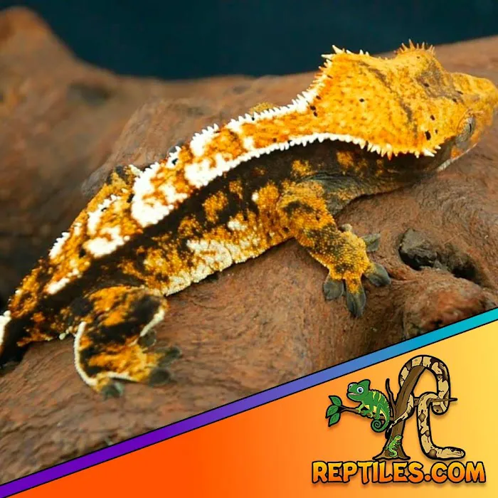 Reptiles for sale from Reptiles.com Picture 4