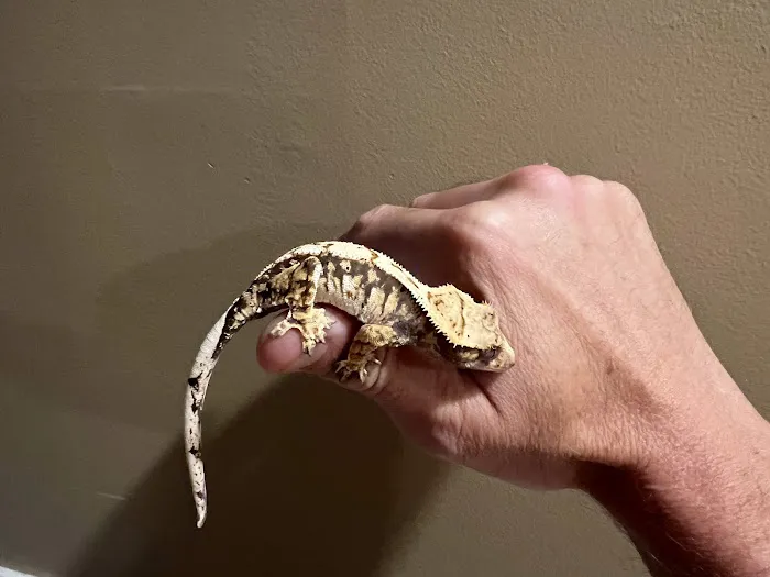 Reptiles for sale from Reptiles.com Picture 3