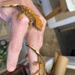 Reptiles for sale from Reptiles.com