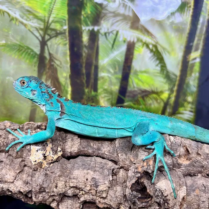Reptiles for sale from Reptiles.com Picture 10