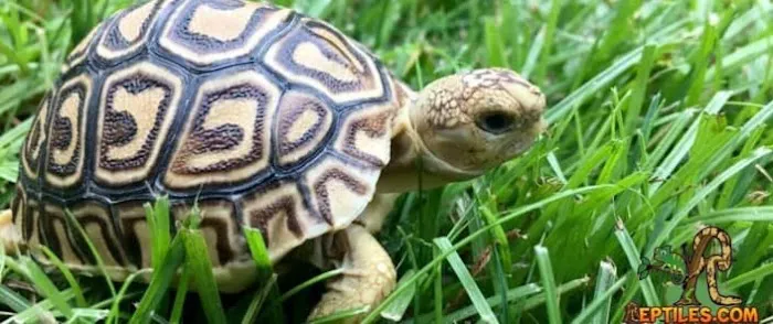 Reptiles for sale from Reptiles.com Picture 2