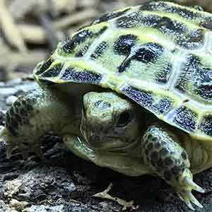 Reptiles for sale from Reptiles.com Picture 8