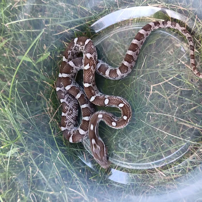 Reptiles for sale from Reptiles.com Picture 6