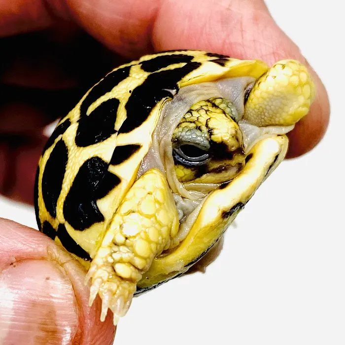 Reptiles for sale from Reptiles.com Picture 9