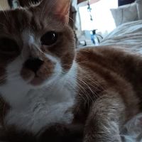 Troy Veterinary Hospital ico