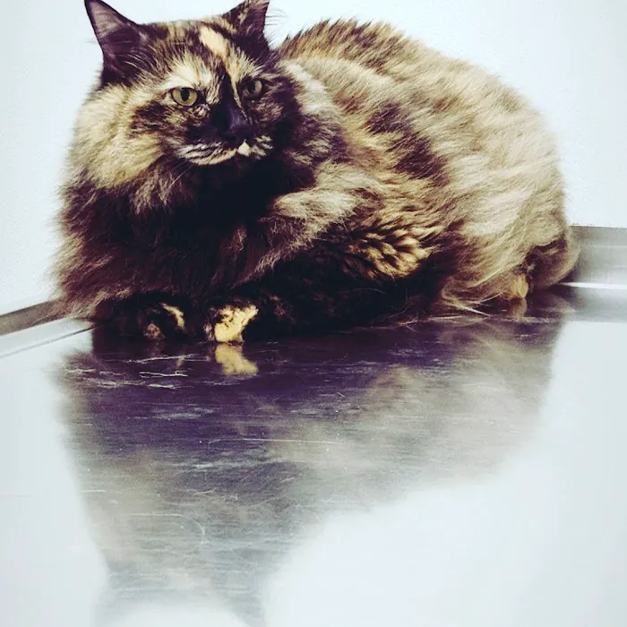 Troy Veterinary Hospital Picture 4