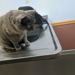 Oakwood Veterinary Clinic