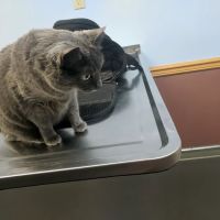 Oakwood Veterinary Clinic ico