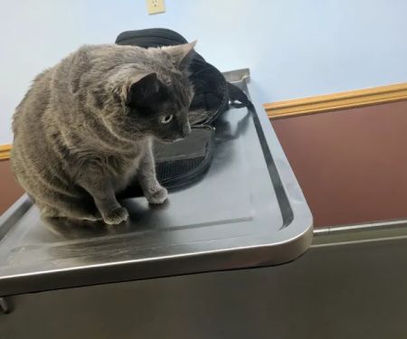 Oakwood Veterinary Clinic