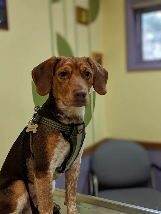 Oakwood Veterinary Clinic Picture 9