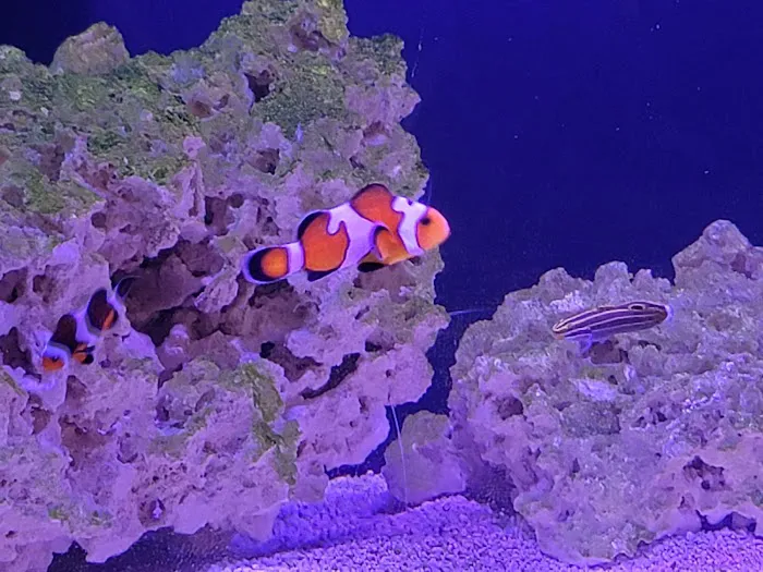 Mike Dudley Clownfish Picture 1