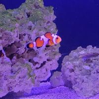 Mike Dudley Clownfish ico