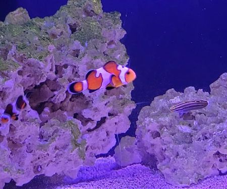 Mike Dudley Clownfish
