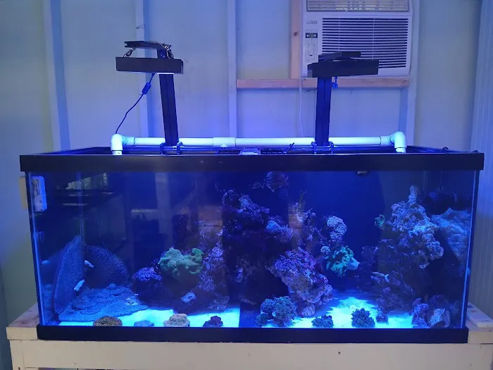 Mike Dudley Clownfish Picture 2