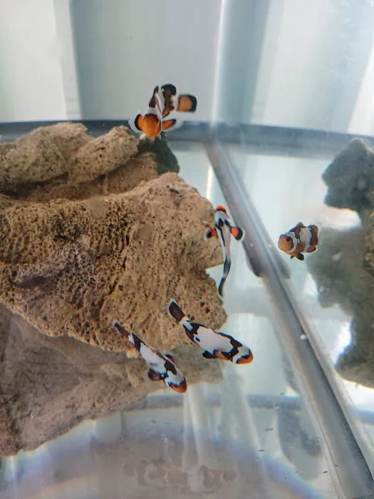 Mike Dudley Clownfish Picture 4