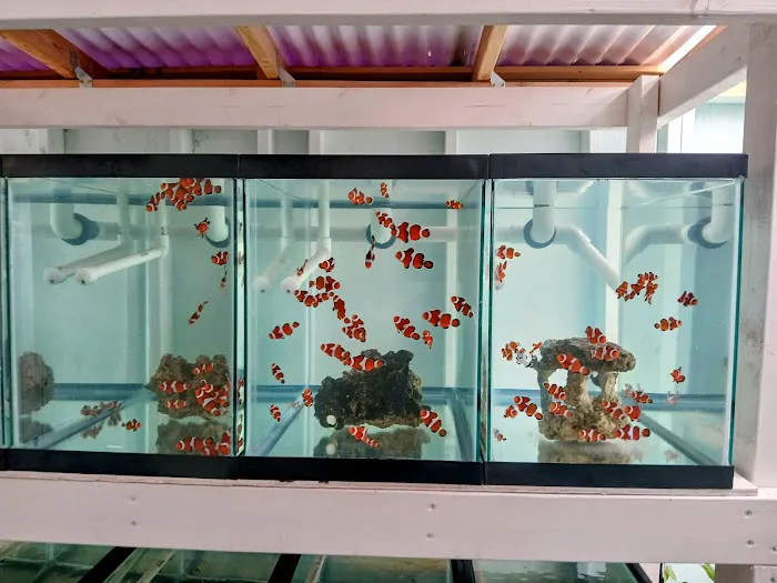 Mike Dudley Clownfish Picture 6