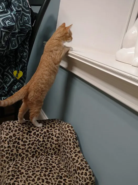 Collar City Animal Hospital Picture 8