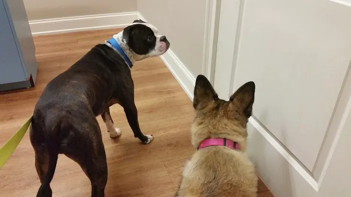 Collar City Animal Hospital Picture 5