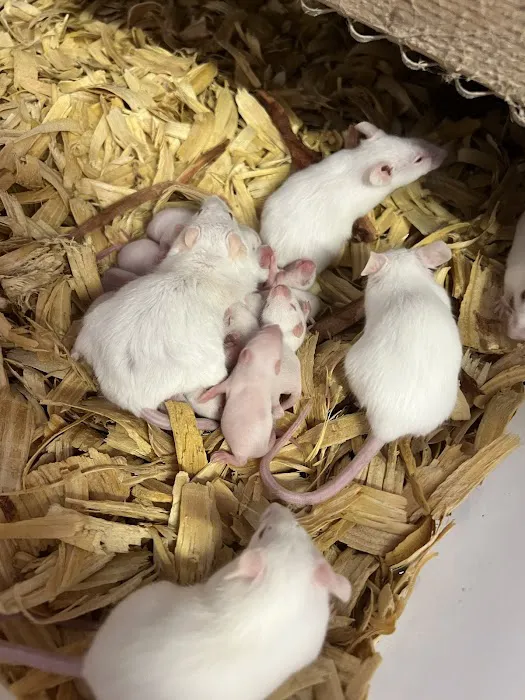Rodents Direct Picture 3