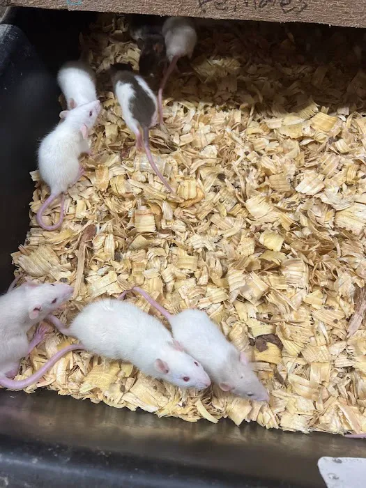 Rodents Direct Picture 10